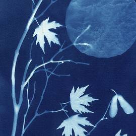 Maple Moon Cyanotype by Jane Linders