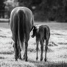 Mare and Foal - BW by Scott Pellegrin