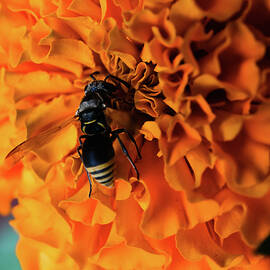 Marigold and Bee by Katy L