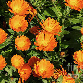 Marigolds by Bob Phillips