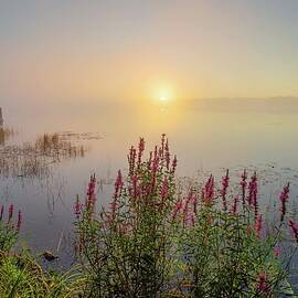 Marl Lake Purple Loosestrife Steamy Sunrise by Ron Wiltse