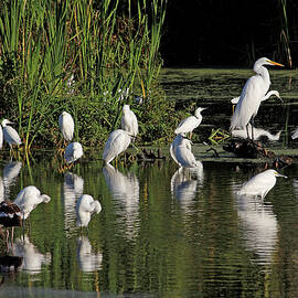 Marsh Egrets And Friends by HH Photography of Florida