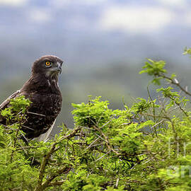 Martial eagle, polemaetus bellicosus, perched in the thorny branches of an acacia tree in Queen Elizabeth National Park, Uganda. Soft foliage background with space for text. by Jane Rix