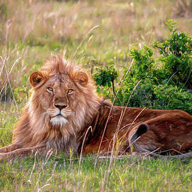 Masai Mara Lion 6 by Sandi Kroll