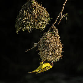Masked Weaver by Joan Carroll