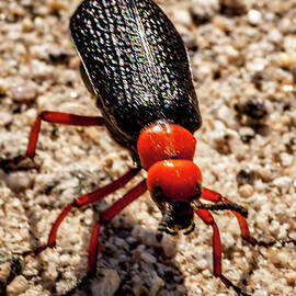 Master Blistle Beetle by Robert Bales