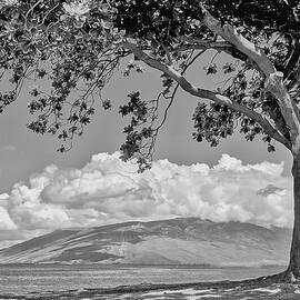 Maui Tree - Black and White by John Butler