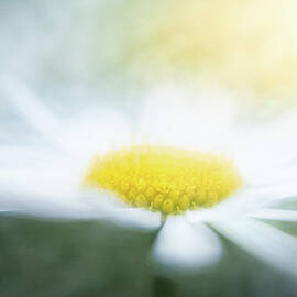 May Daisy Jayne by Kim Carpentier