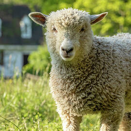 May Lamb in Colonial Williamsburg by Rachel Morrison