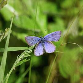 Mazarine blue on green by Jouko Lehto