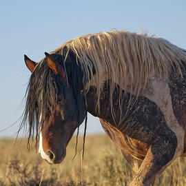 McCullough Peaks Wild Stallion by Rewild The Wild