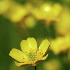 Meadow buttercup yellow by Jouko Lehto