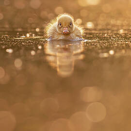 Mellow Yellow - Yellow duckling by Roeselien Raimond