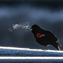 Melody of the Red-winged Blackbirds-1