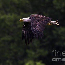 Melton Hill Eagle by Douglas Stucky