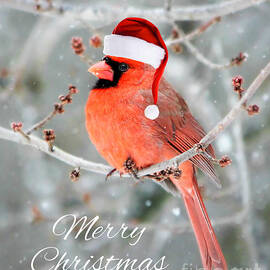 Merry Christmas Cardinal by Tina LeCour