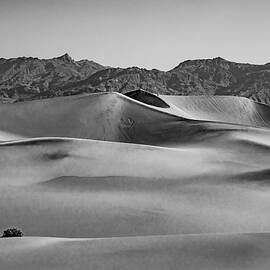 Mesquite Dunes Black and White by Bill Gallagher