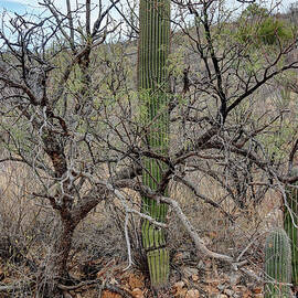 Mesquite wrapped Saguaro  by Bob Hislop