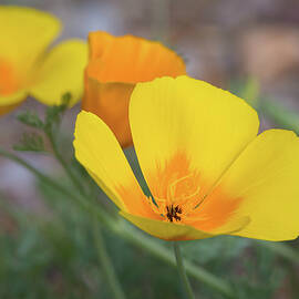 Mexican Poppies  by Rosemary Woods Images