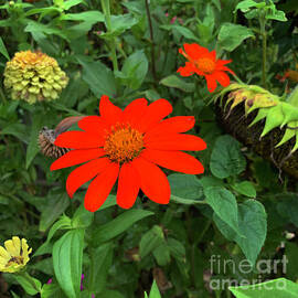 Mexican Sunflower  by Luther Fine Art
