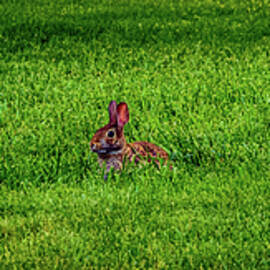 Michigan Rabbits 14 Panorama by Kristy Mack