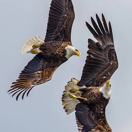 Mid Air Disagreement by Brian Shoemaker