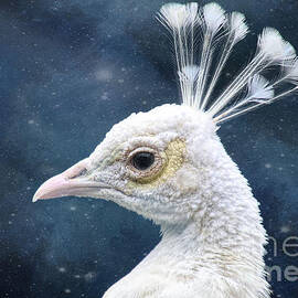Midnight Albino Peacock by Elisabeth Lucas