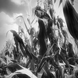 Midwest Corn  by Luther Fine Art