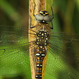 Migrant Hawker Closeup by James Dower