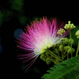 Mimosa Flower by Gary Williams