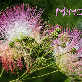 Mimosa - Persian Silk Tree by Kathy Clark