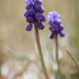 Miniature Grape Hyacinth II by Mary Lee Dereske