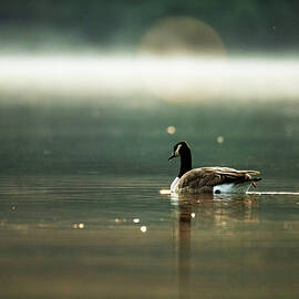 Misty Morning Goose by Joy McAdams