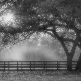 Misty Morning in The Hill Country BW by Harriet Feagin