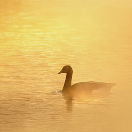 Misty Sunrise Swim by Jordan Hill