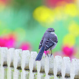 Mockingbird in April Color 3