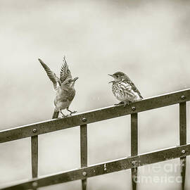 Mom and Baby Bluebird - sepia square by Scott Pellegrin