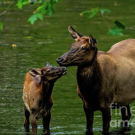 Momma Elk Protecting Baby by Jennifer Jenson