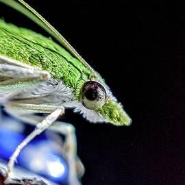 Monalisa moth by Sai Krishna