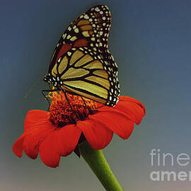 Monarch At Sunset by Gary Shindelbower