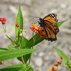 Monarch Butterflies Feeding by Sally Weigand