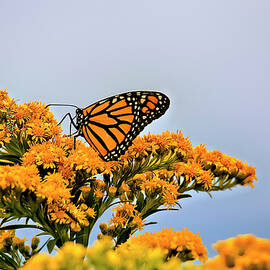 Monarchs on Golden rod series I by Geraldine Scull