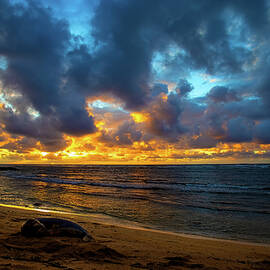 Monk Seal Sunrise by Anthony Jones