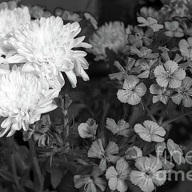 Monochrome Chrysanthemums in a vase by Pics By Tony