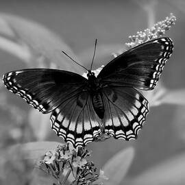 Monochrome Red-Spotted Purple Butterfly - Providence Forge, VA by Marilyn DeBlock