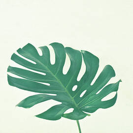 Monstera by Cassia Beck