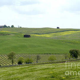 Montalcino - Colours Around the Village - Tuscany - Italy by Paolo Signorini