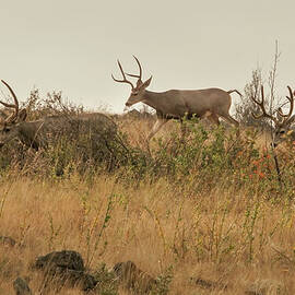 Montana Mule Deer by Nancy Gleason