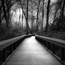 Moody and Mysterious Florida Boardwalk in Black and White by Rebecca Herranen