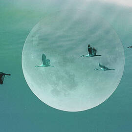 Moon Flight ... by Judy Foote-Belleci